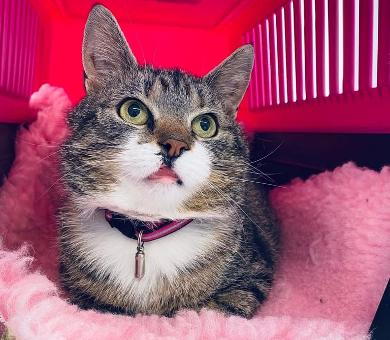 Signe Cat