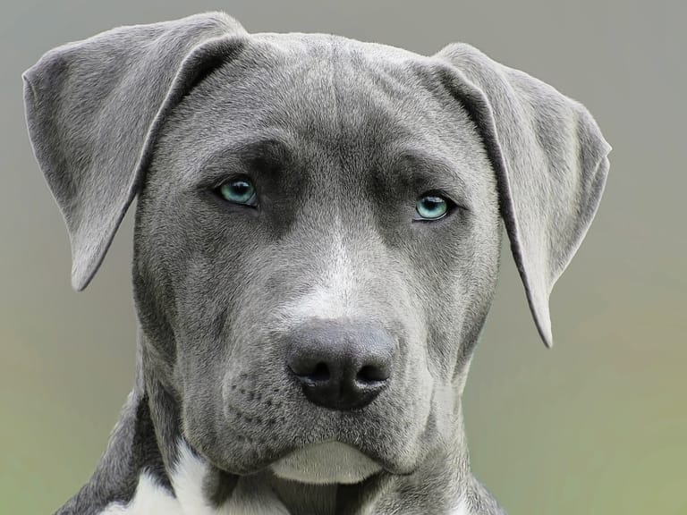 Kastration Hanhund