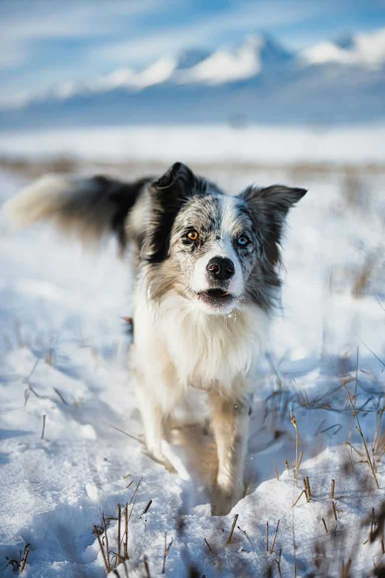 Vinterväder Hund