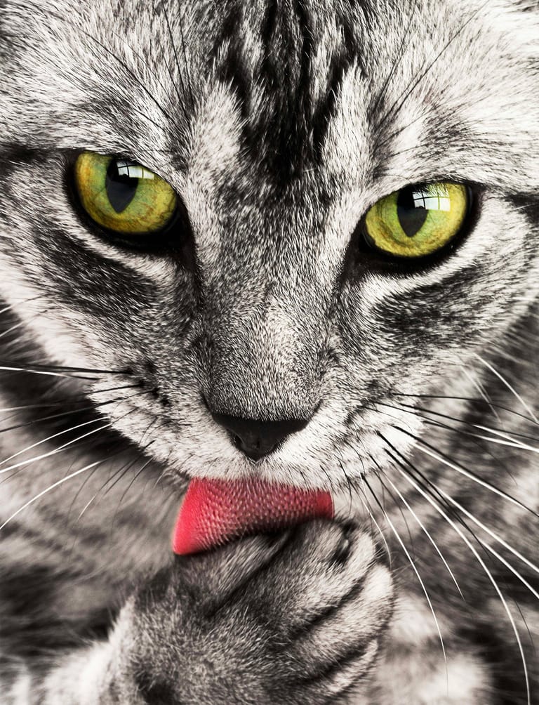 Feline Infektiös Peritonit