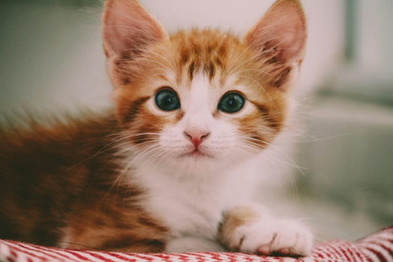 Kattunge