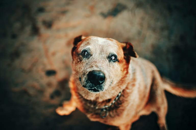 Cushing´S Syndrom Hund