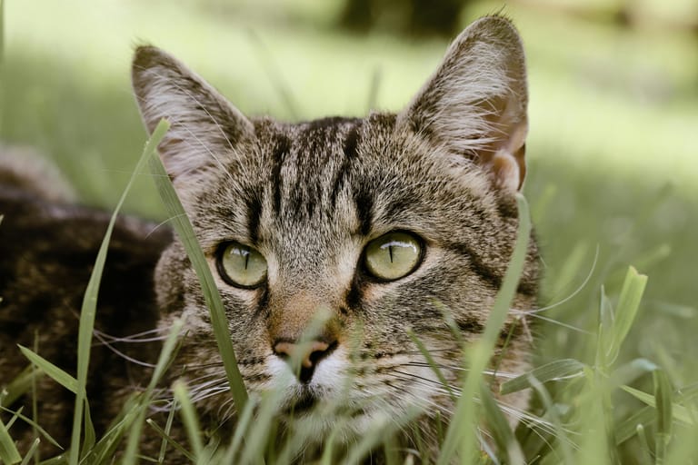 Utekatter