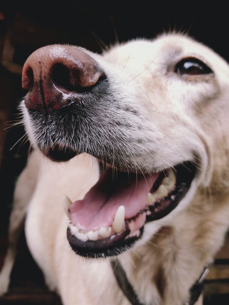 Pyometra Hund