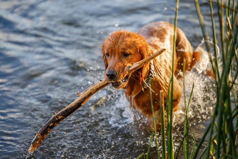 Badande Hund