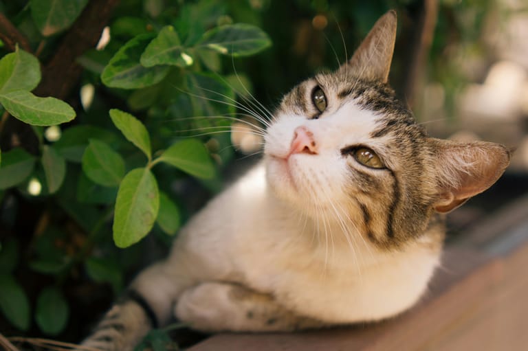 Katt Vaccination