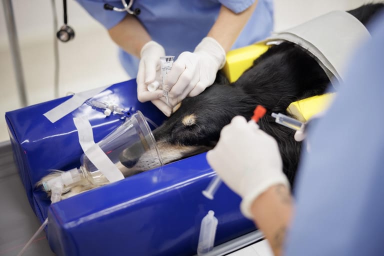 En hund ligger på ett vadderat undersökningsbord med en genomskinlig mask över nosen medan personal i handskar arbetar intill huvudet.